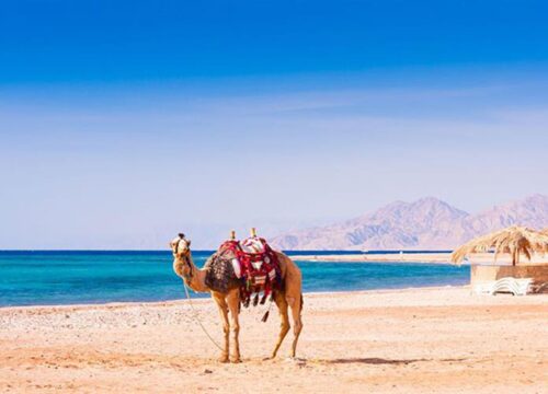 Excursion en quad et en buggy à Hurghada avec vue sur la mer et chameau au lever du soleil