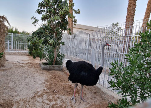 Billet d'entrée au Grand Aquarium d'Hurghada avec transfert privé